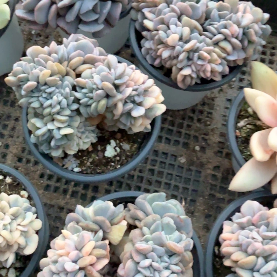 雪精灵锦缀 锦上园艺青岛场