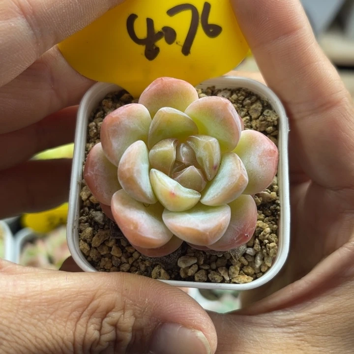 布丁珍妮单头4076