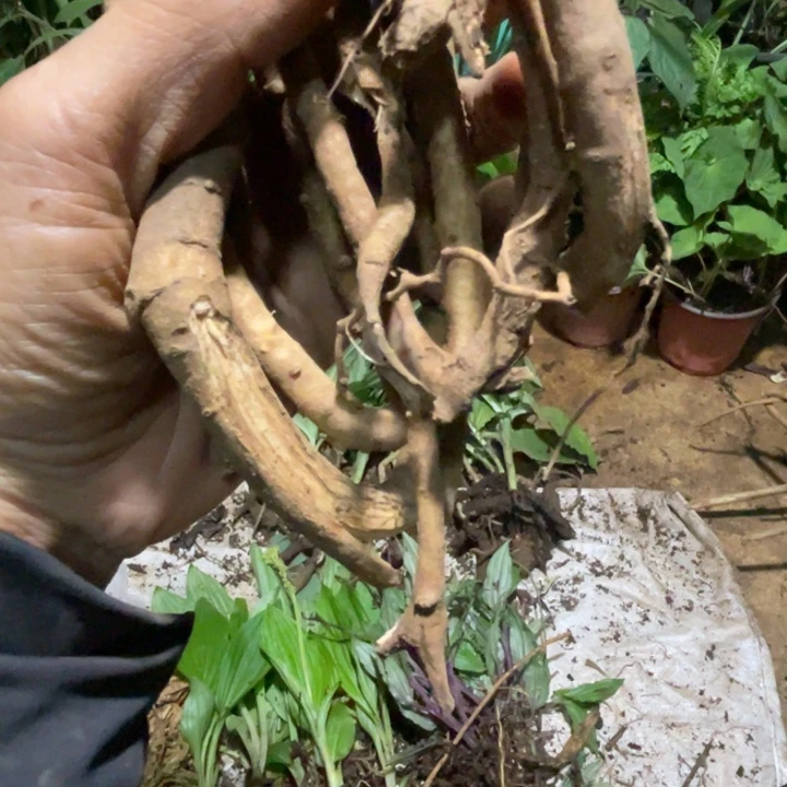 不开花植物不开花植物