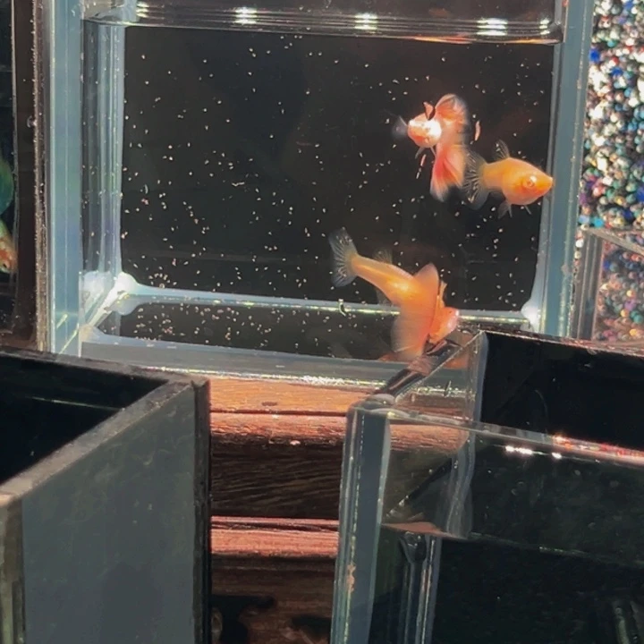 孔雀鱼金粉压成俩对