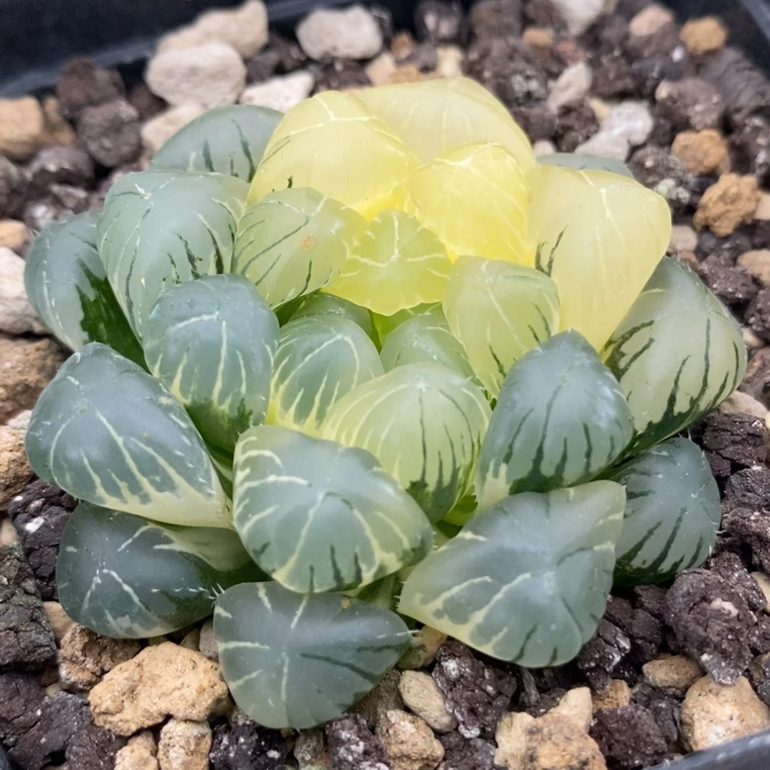 57湖水玉露锦一物一拍