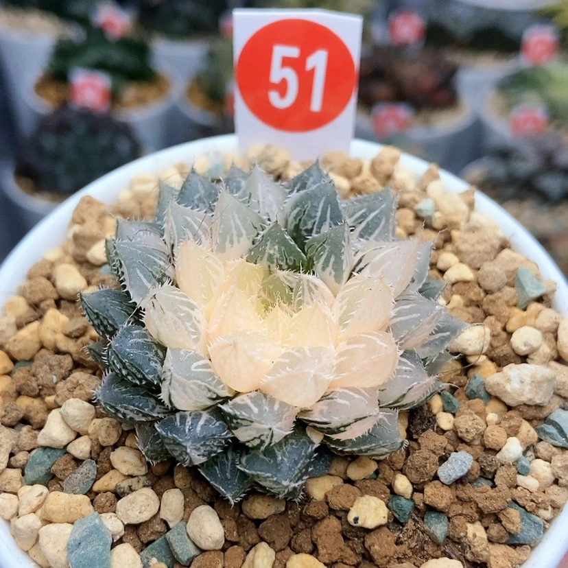 【闪购商品】51楼兰锦