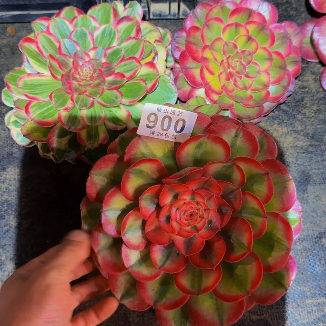 900号多肉植物三颗