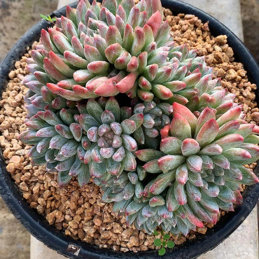 美人杂多肉一物一拍