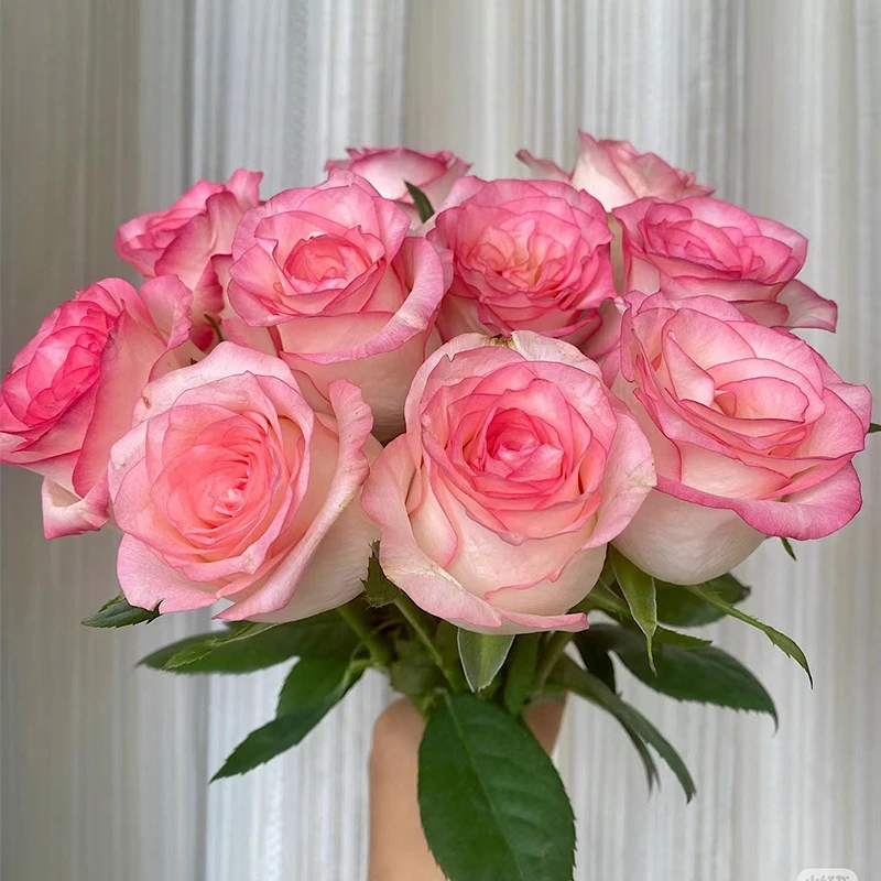 【艾莎】玫瑰【3单包邮顺丰空运/95%市区次日达】