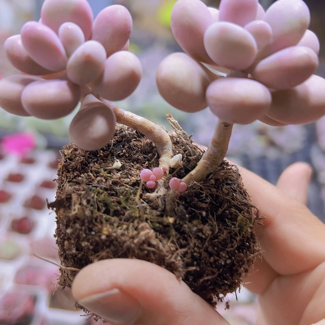 双头亚美19包邮多对了多肉