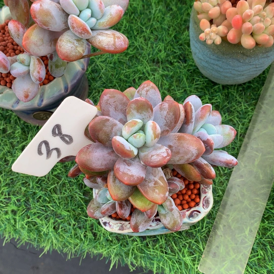 微***何雪美人多肉植物72727272