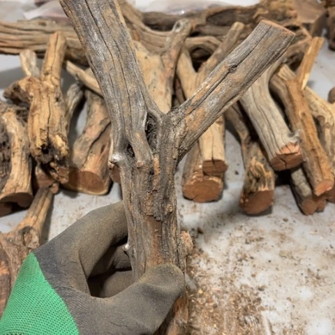 大果紫檀（缅甸花梨）阿**༽