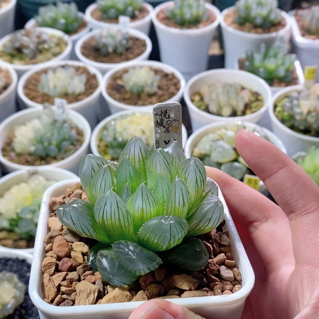 Y4玉露多肉植物多肉植物