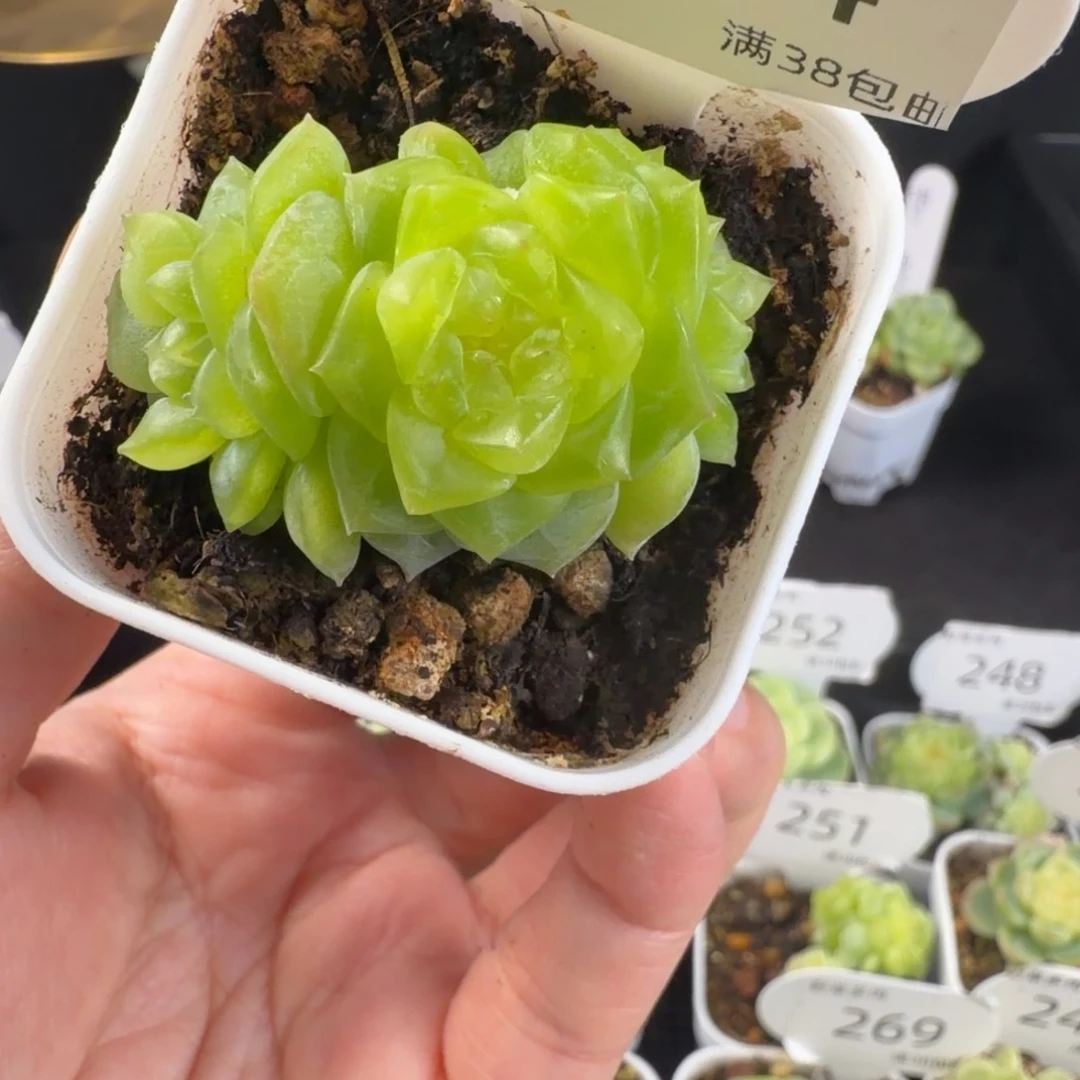 谪仙三头群274号一颗