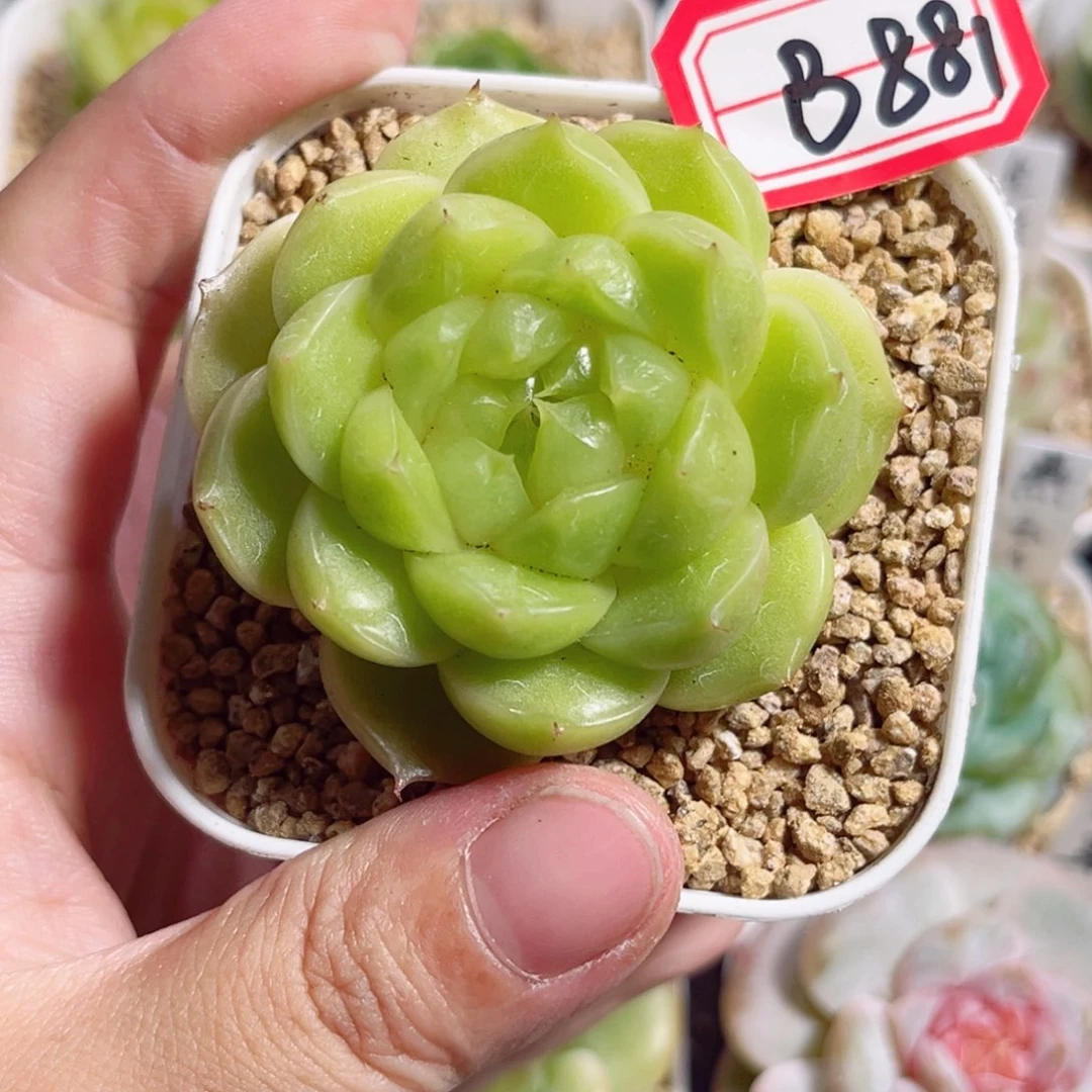 呜***呼B881 一物一拍 初衿