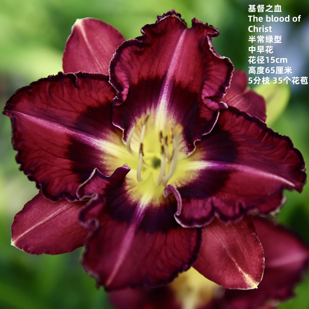 国产花卉绿植盆栽大花萱草基督之血庭院花园多年生宿根植物