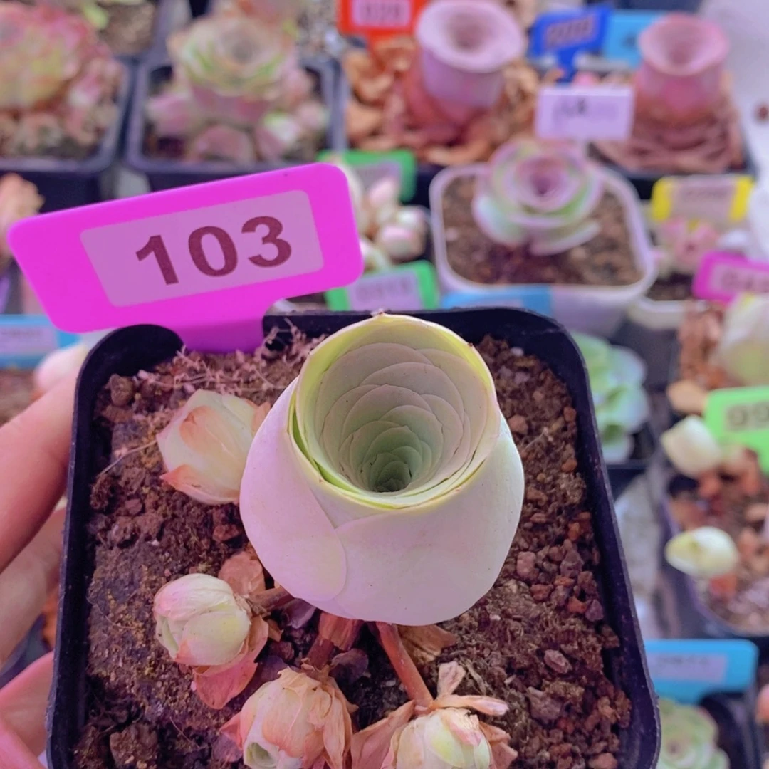 往***生山地玫瑰一物一拍103