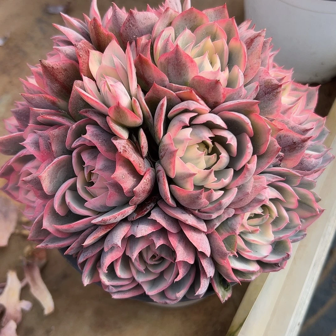 阿星锦群一物一拍