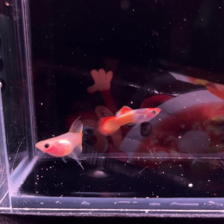 孔雀鱼红头日落玻璃猫大C1对