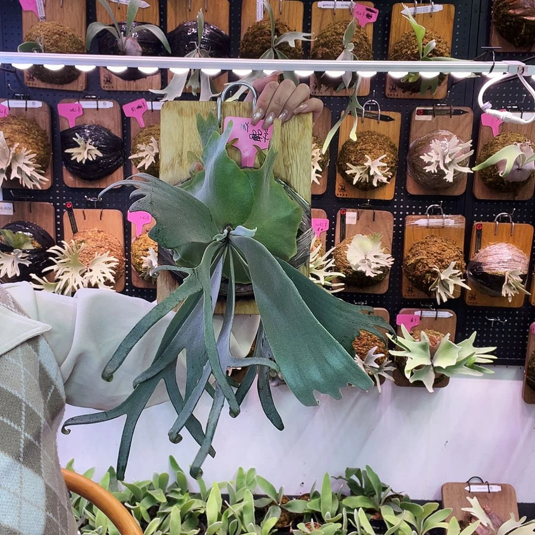 秒 小体黄月鹿角蕨