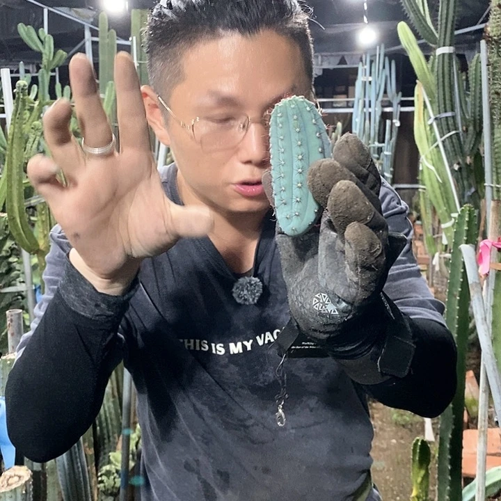 鸡腿柱10-15公分小侧枝