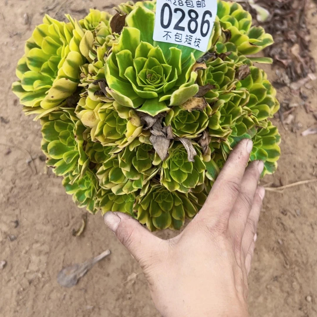 金丝翡翠多肉植物0286