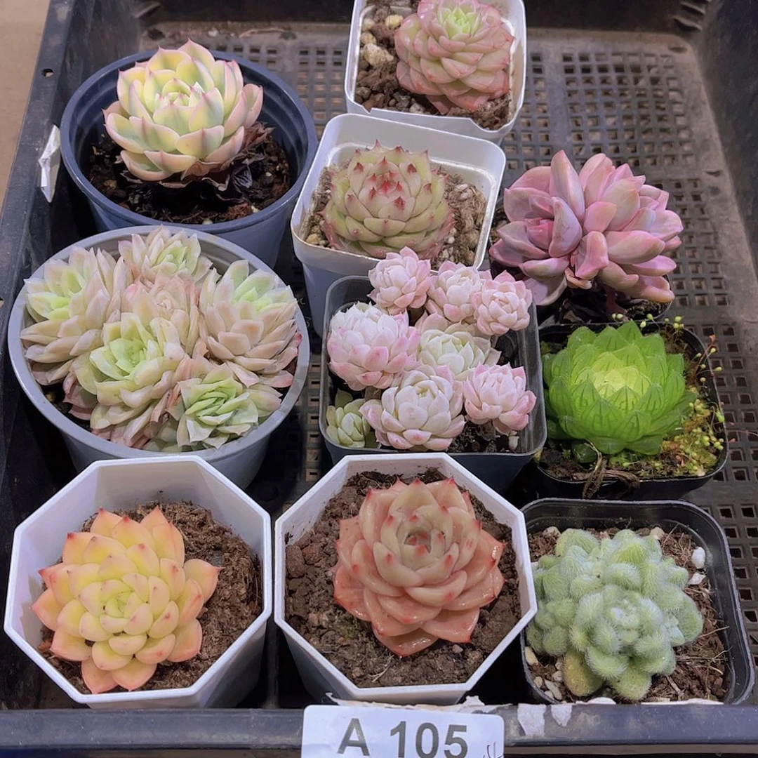105号多肉植物多肉