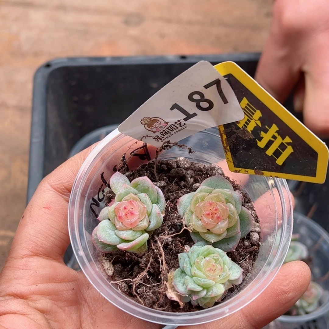 多肉植物多肉植物