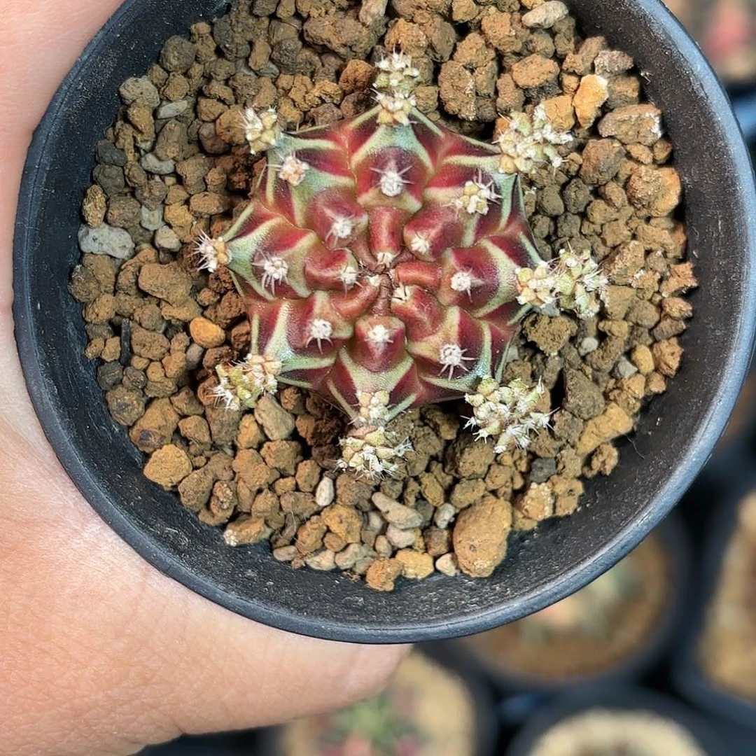 泰系米哈仙人球3号