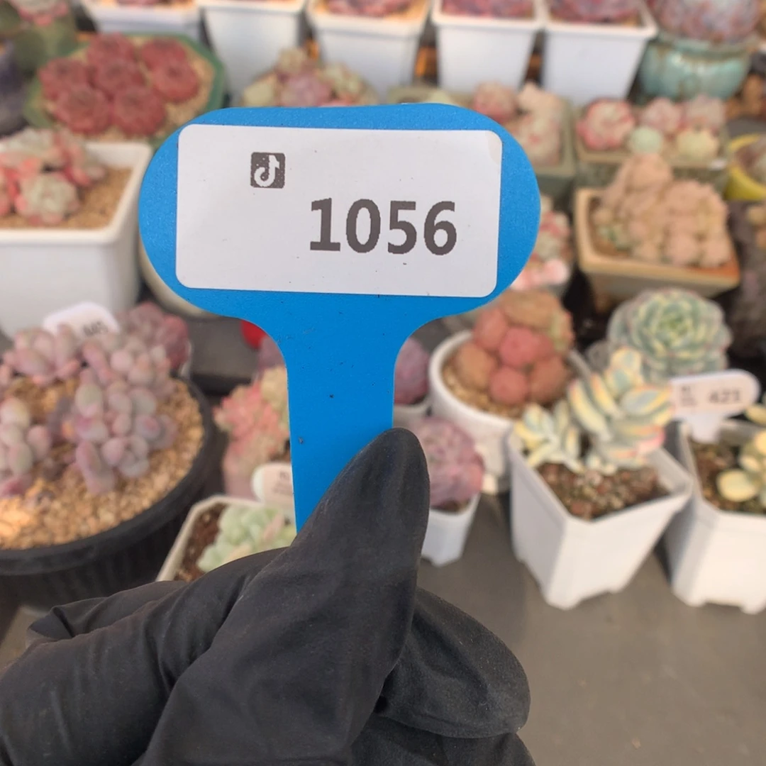 1056 冰玉石化盲盒拍