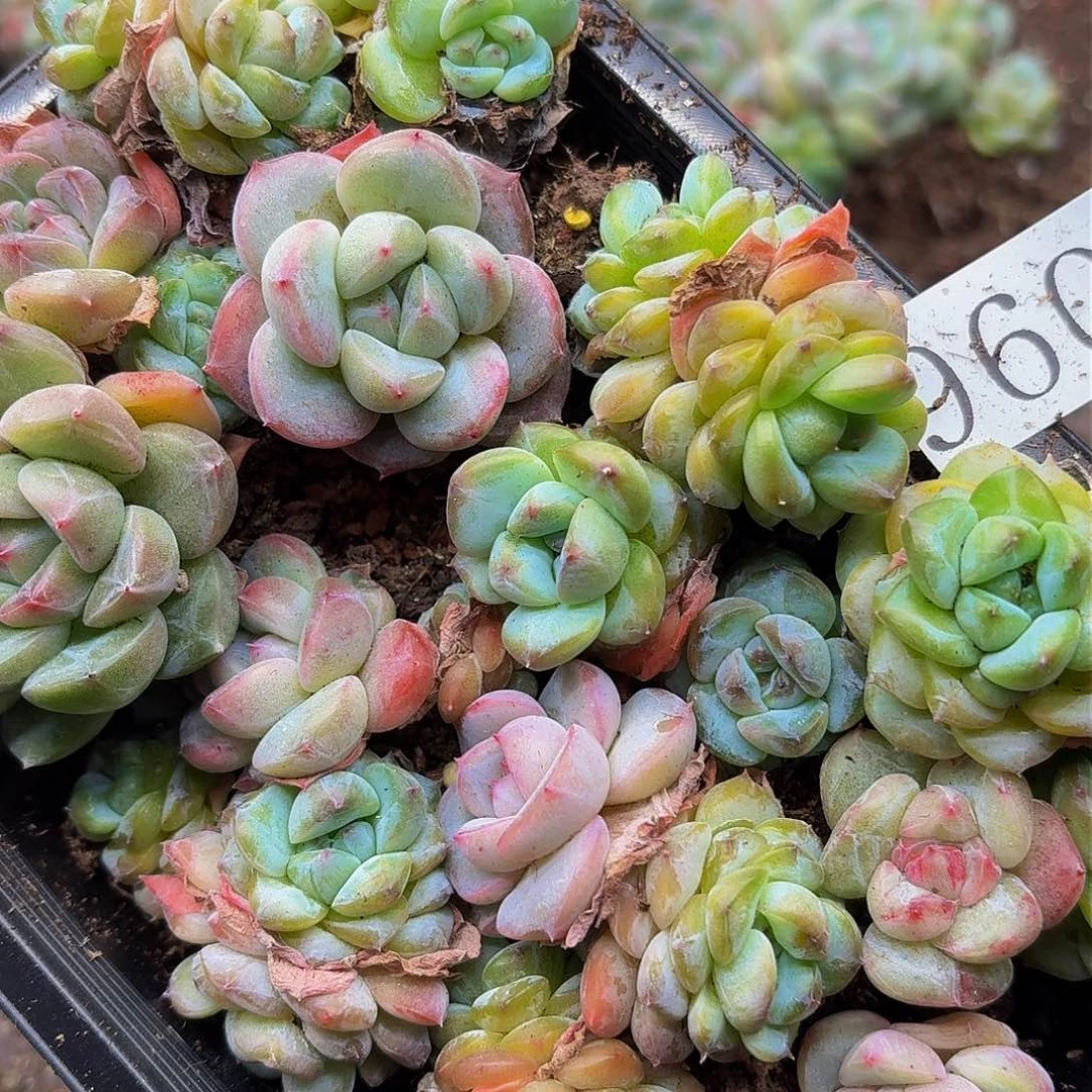 多肉植物多肉植物960