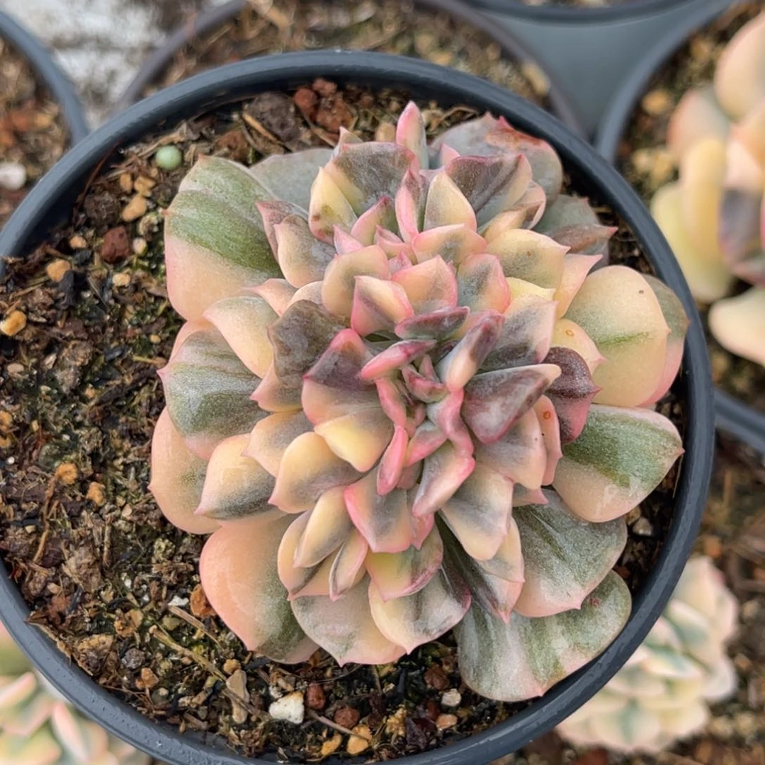 尚品特价雪精灵缀化