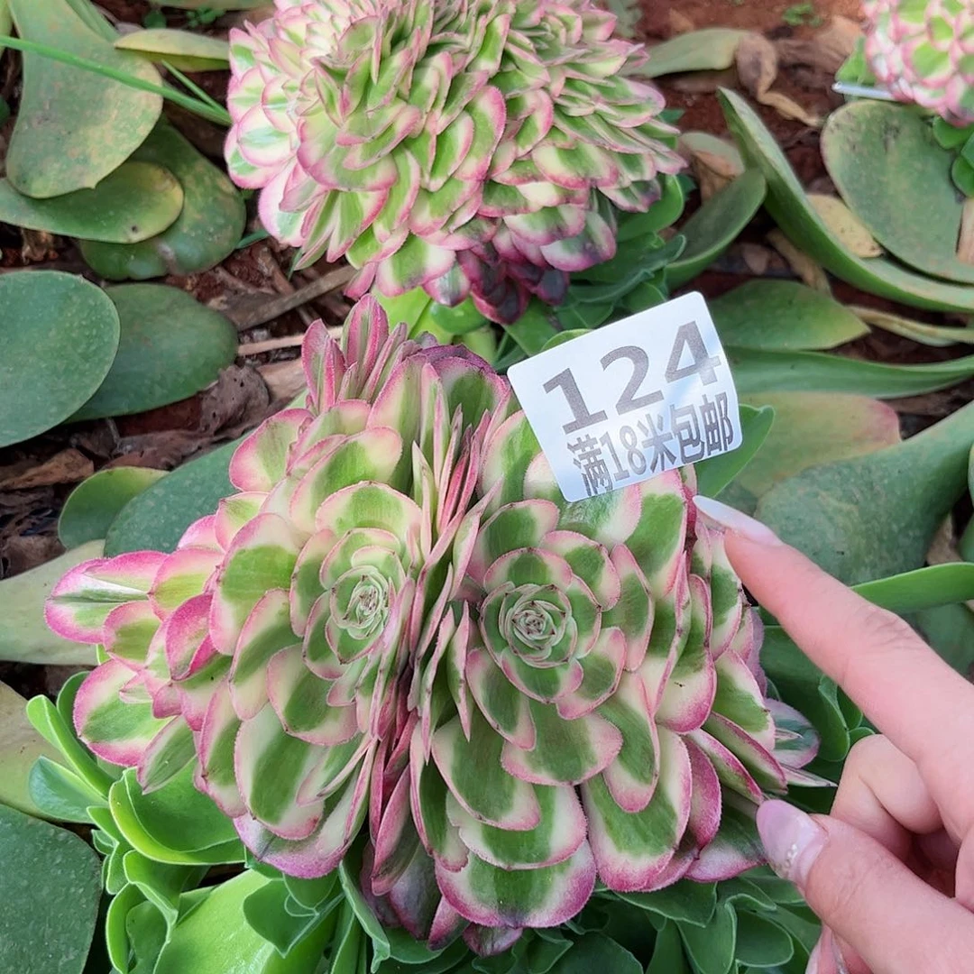 124倾城朵朵缀多肉
