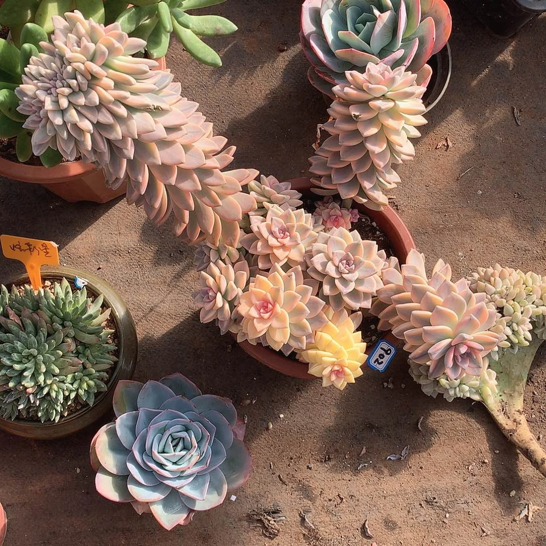 902淡雪锦 一物一拍多肉