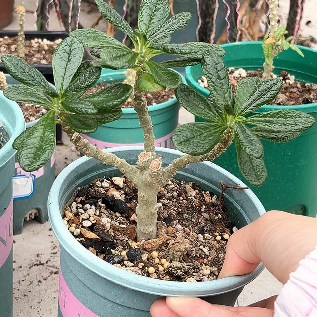 潮流植物三头巨琉桑