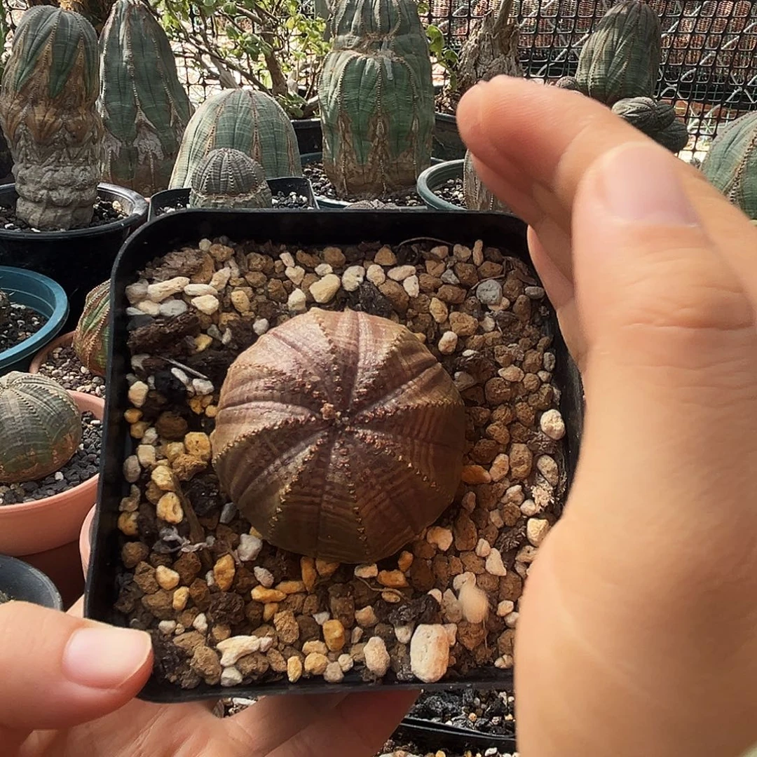 布纹球，植物特殊性，拍下不退不换
