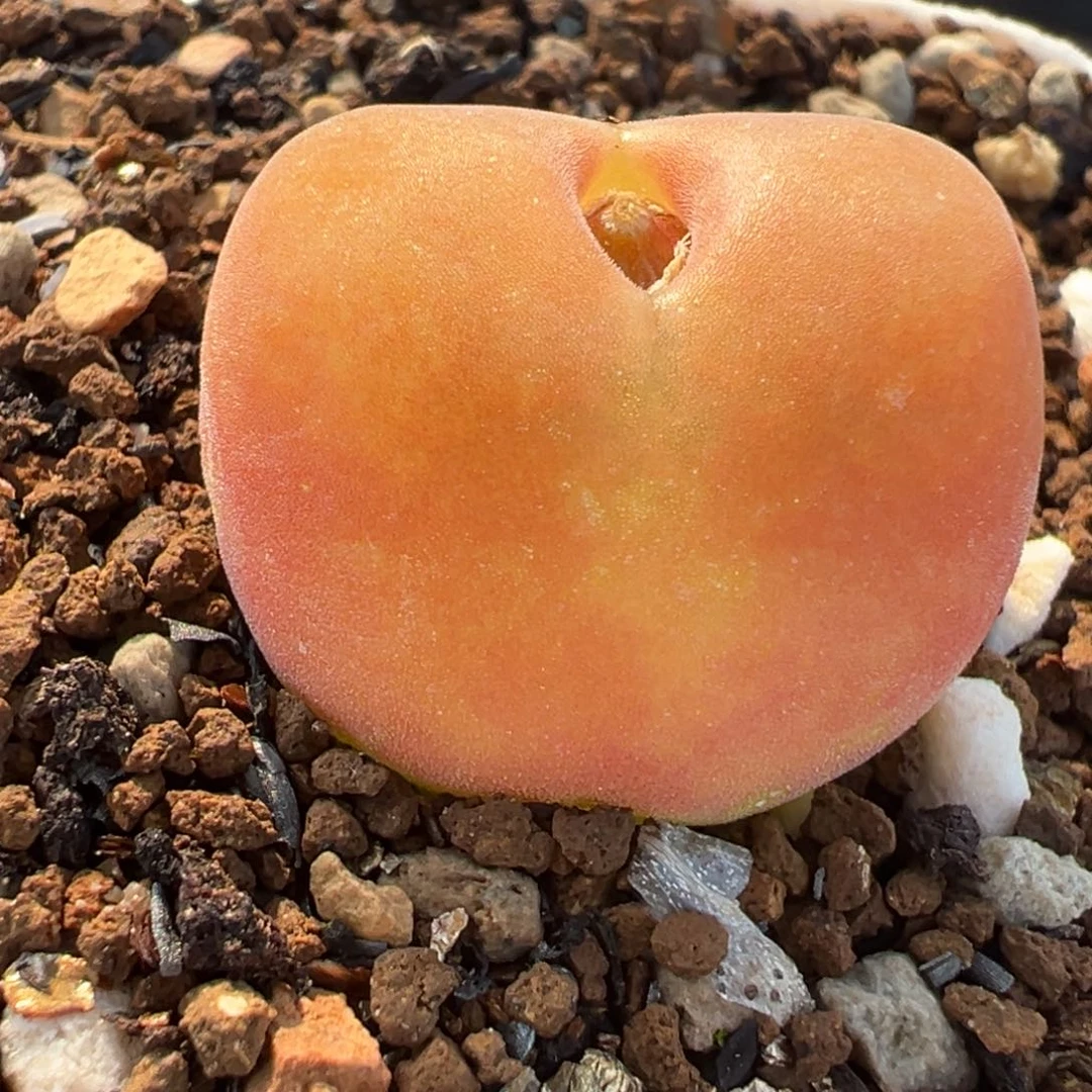 水蜜桃多肉植物盆栽栽培