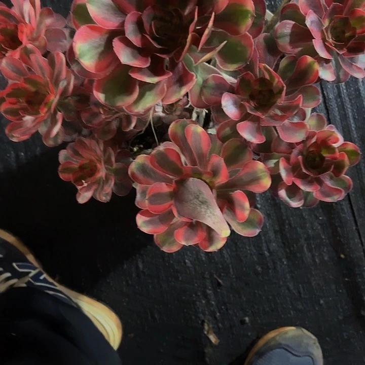 芬***芳多肉植物福利262个