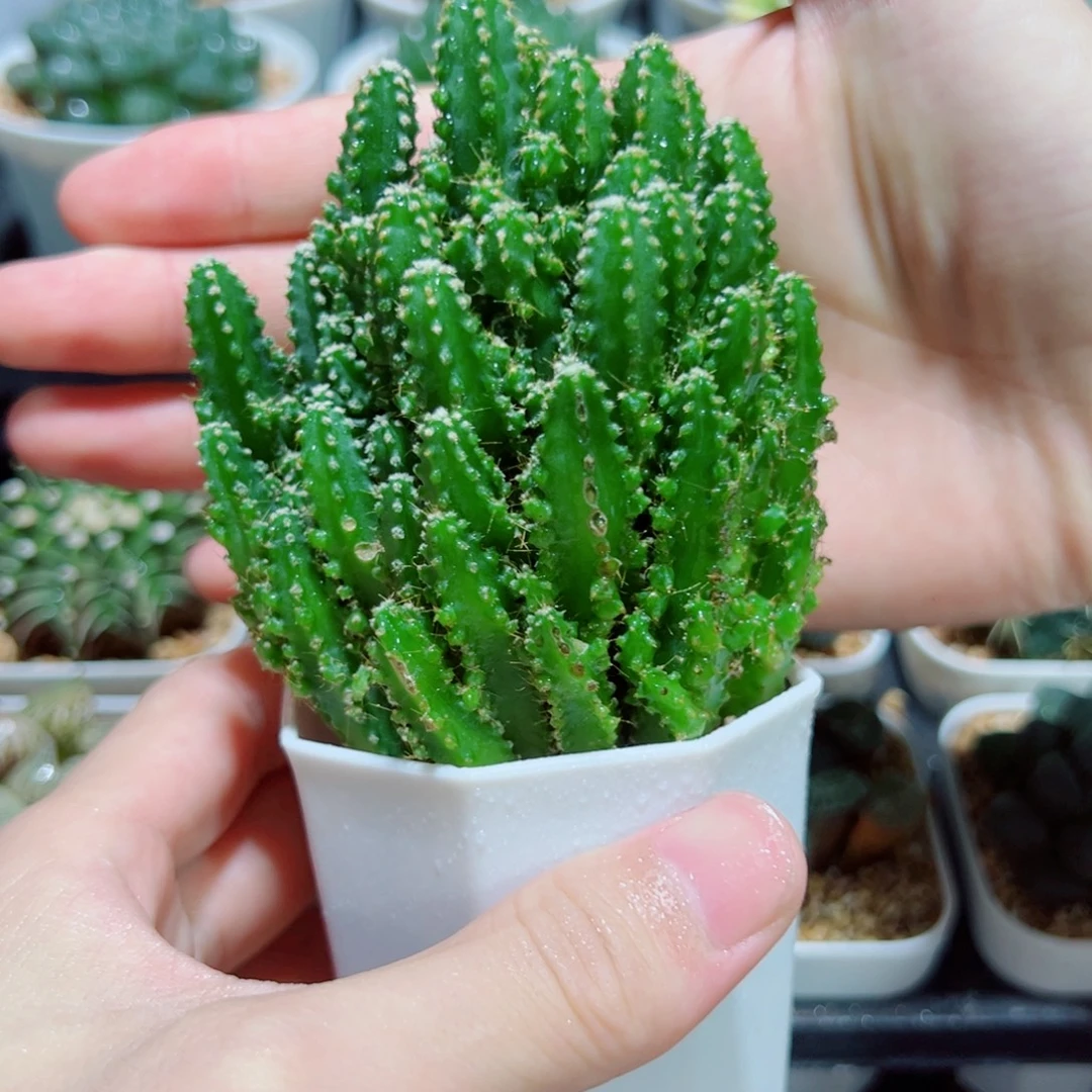 大号万重山，6.8，6666