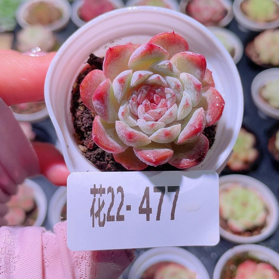 花利美22-477新品