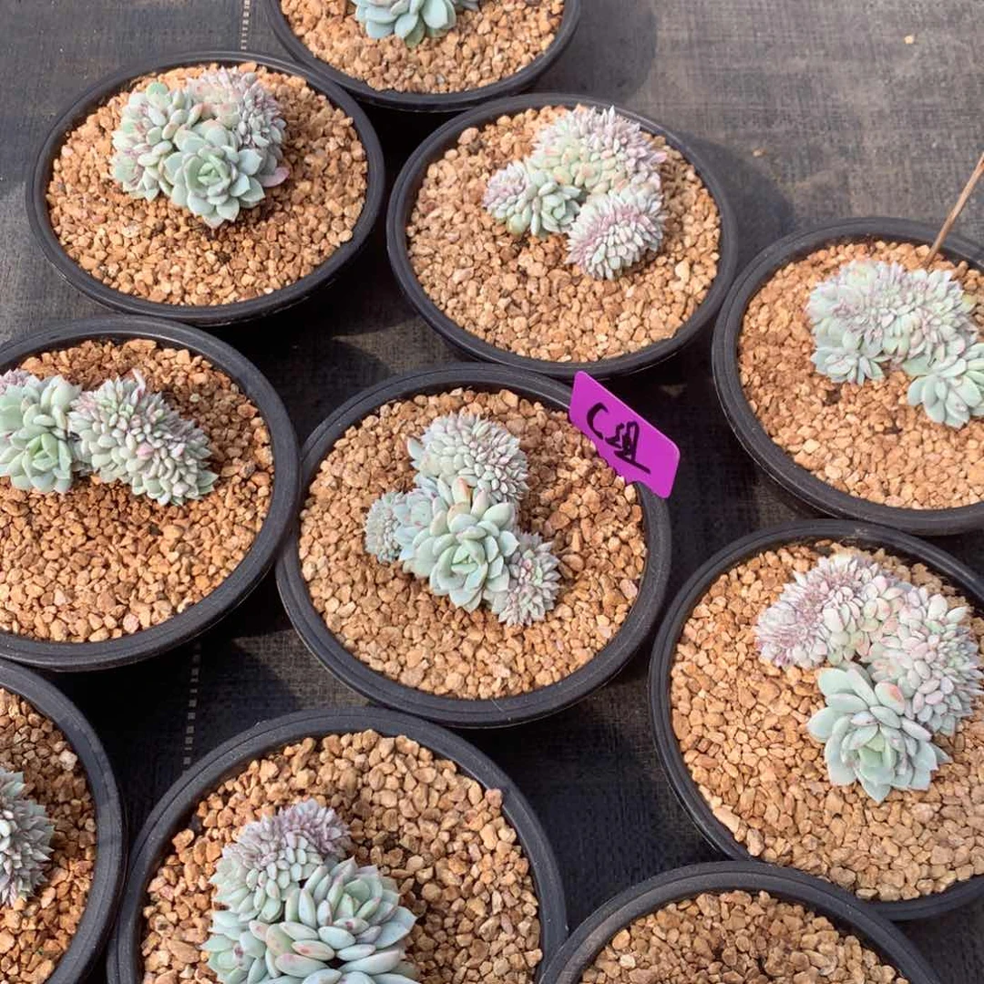 戴露露缀化，多肉C组 随机，售后范围：签收起7天内