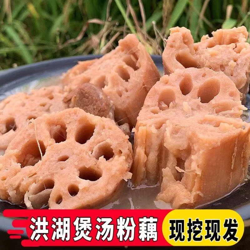 湖北洪湖粉藕藕莲藕莲子现挖洪湖粉藕红藕面藕糯米藕应季新鲜蔬菜