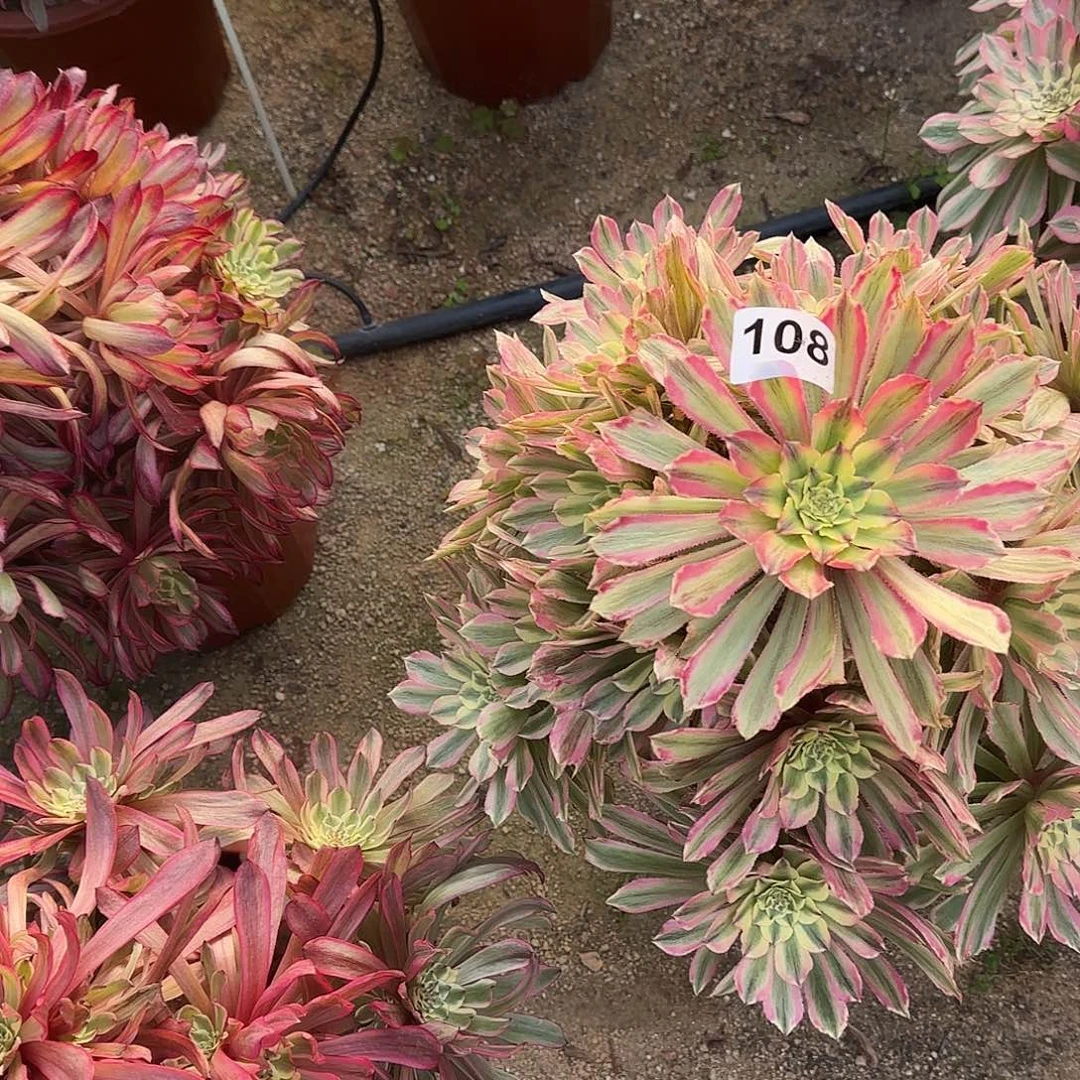 多肉植物粉钻108