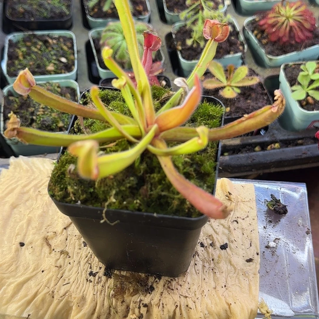 完全开放巨吹太阳瓶