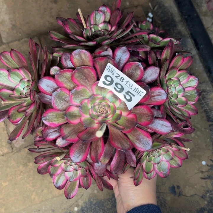 995红金刚多肉植物