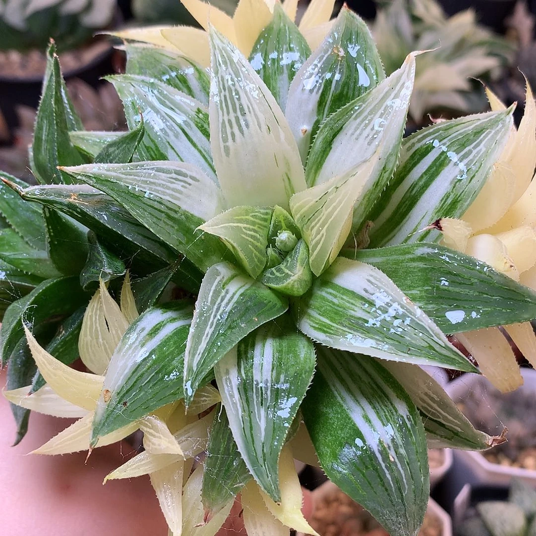 芭提雅寿锦带盆土发货