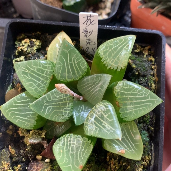 花影克一物一拍带盆