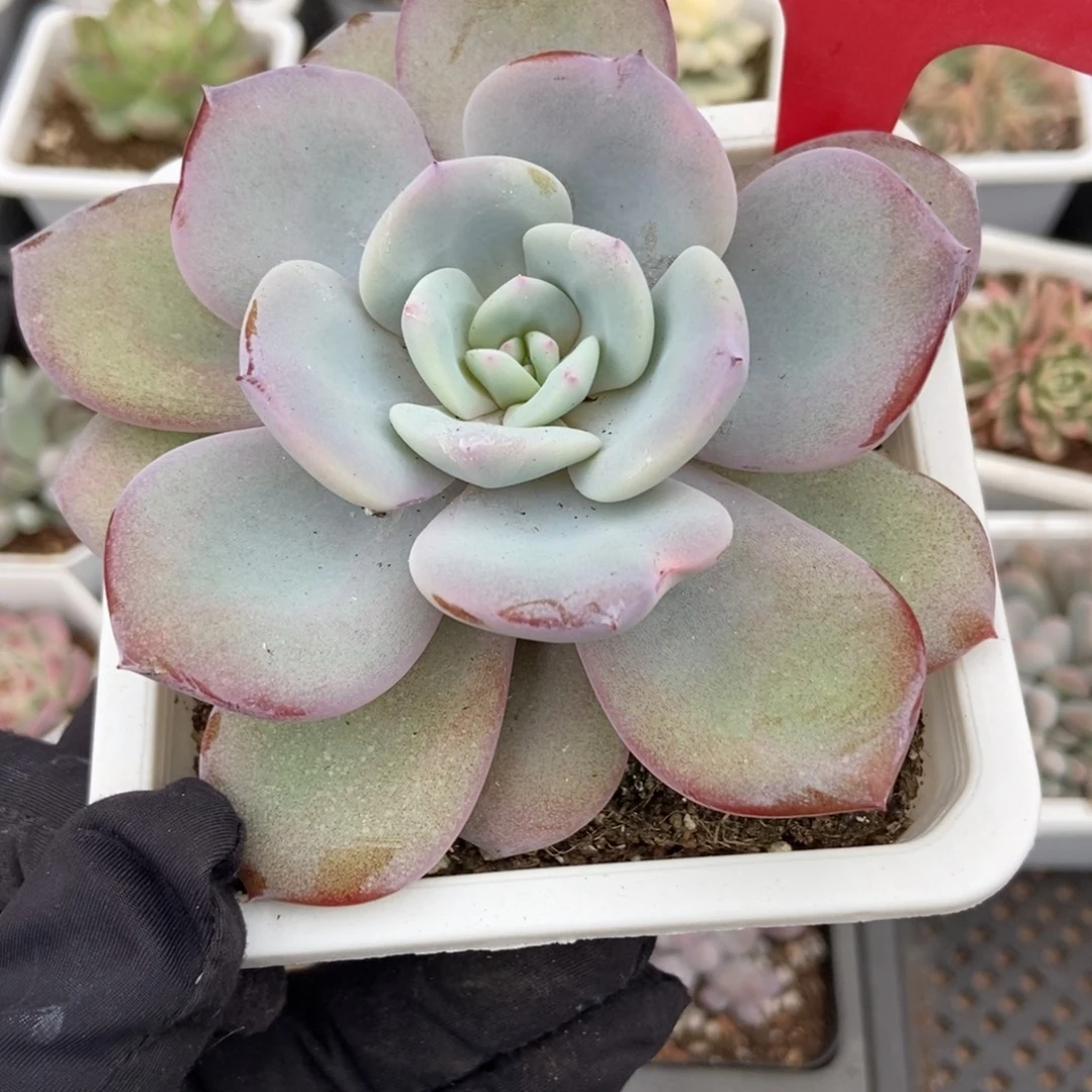 35奶茶多肉植物多肉