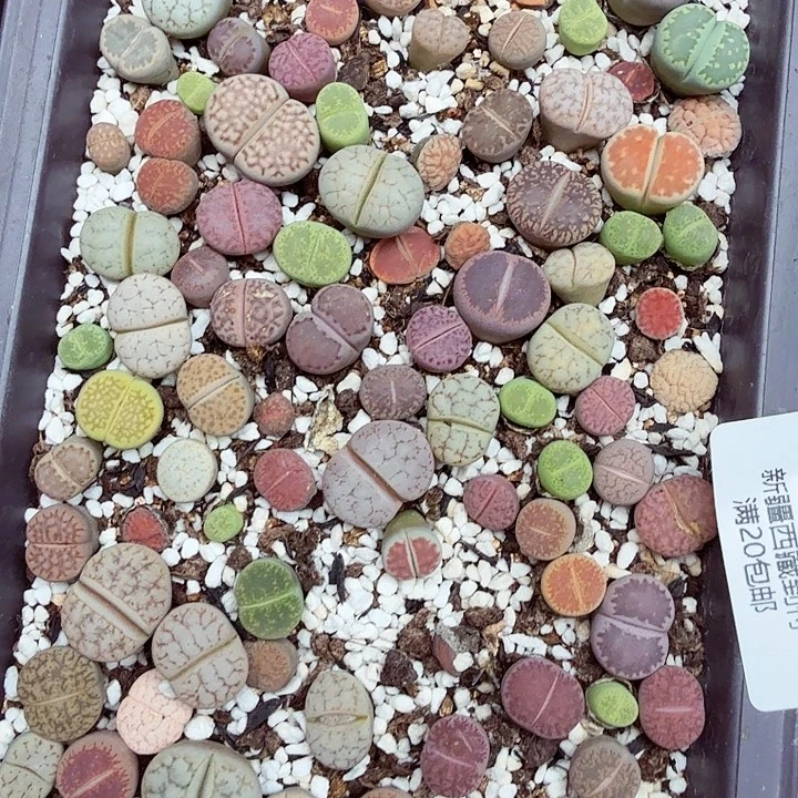 你不给别人打吗是么说765是