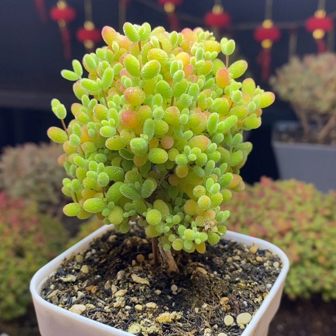 79号蜜橘糖球枝干多肉