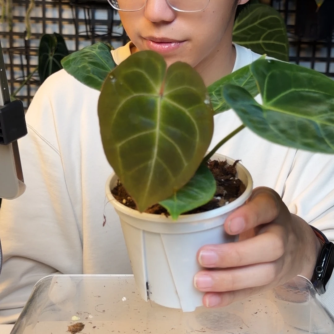 完全开放C67 黑丝绒