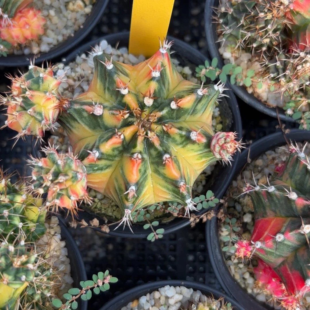 49-1223泰国发货多肉