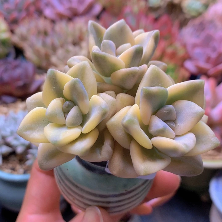 一物一拍含盆土满38包邮A508