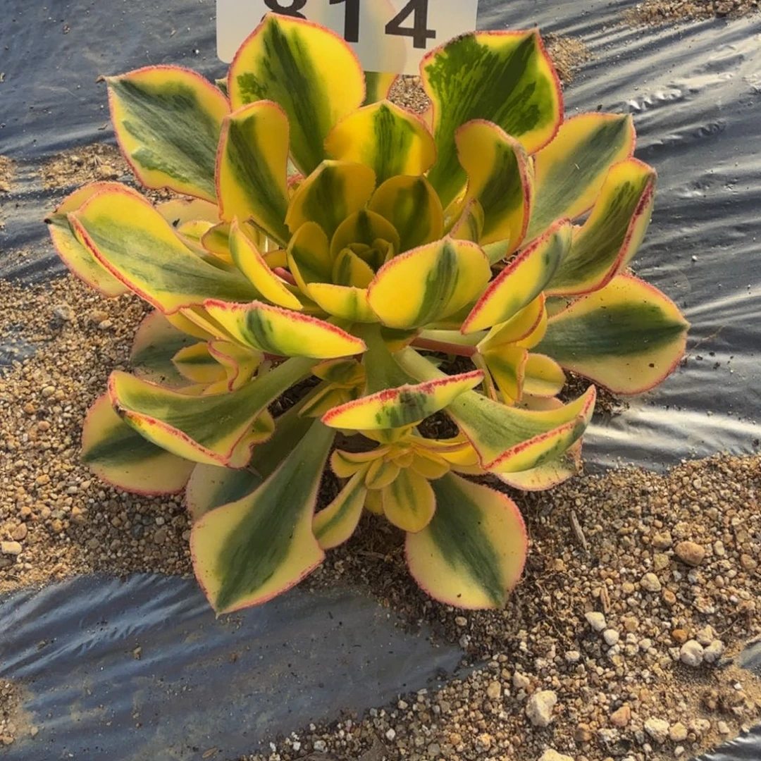 814太阳神。多肉植物